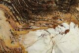 Strelley Pool Stromatolite Section - Billion Years Old #221603-1